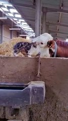 Animals#funnyvideo#viral#dailymotion#shortvideo#