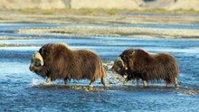 Kasturi bail ki gandh | Interesting information about musk ox in hindi