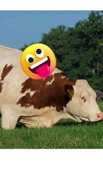 Udderly Hilarious: Cow Jokes That'll Have You Moo-ving with Laughter!