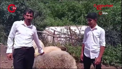 Arife gecesi kaçan 3 koç, 20 kilometre uzaklıkta bulundu