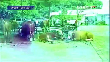Hari Raya Iduladha Prabowo Bagikan 46 Sapi untuk Warga Bogor