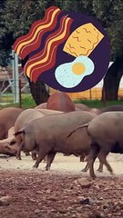 Oink-tastic Pig Jokes to Make You Snort!