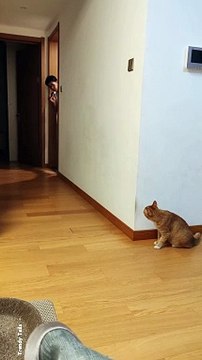 Cat Time #cat #cats #catshorts #catvideos #catlovers #catlover #catsofinstagram #usa #usacat