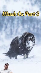 musk ox smell | some line about musk ox in hindi muskox reel (part3)