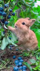 Rabbit eating blueberries
