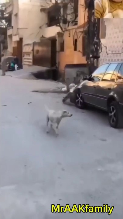 Funny animals