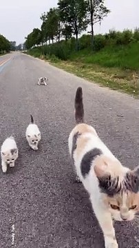 Cat and Kittens #cat #cats #catshorts #catvideos #catlovers #catlover #catsofinstagram #usa #usacat