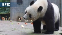 El lugar en China al que vuelven los pandas repartidos por el mundo