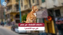 «اختفاء القطط» من مصر في عيد الأضحى