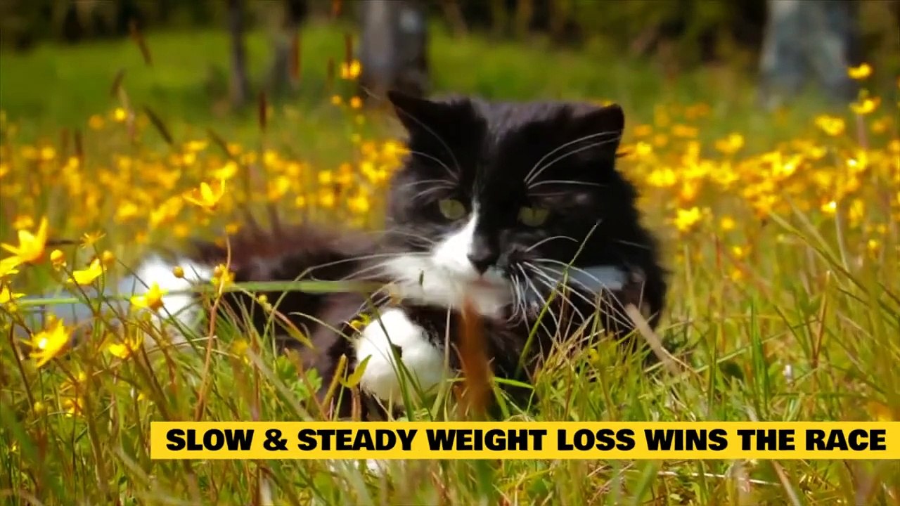 Help Your Cat to Lose Weight