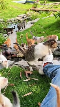 cats #cat #cats #catshorts #catvideos #catlovers #catlover #catsofinstagram #usa #usacats