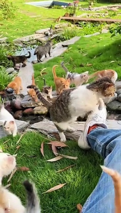 cats #cat #cats #catshorts #catvideos #catlovers #catlover #catsofinstagram #usa #usacats