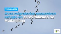 Aves migratorias encuentran refugio en el revitalizado río Mudanjiang