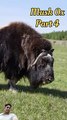 musk ox attractive animal | some line about musk ox smell in hindi (part 4)