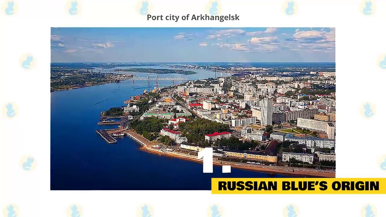 Russian Blue Cats 101 - Fun Facts _ Myths