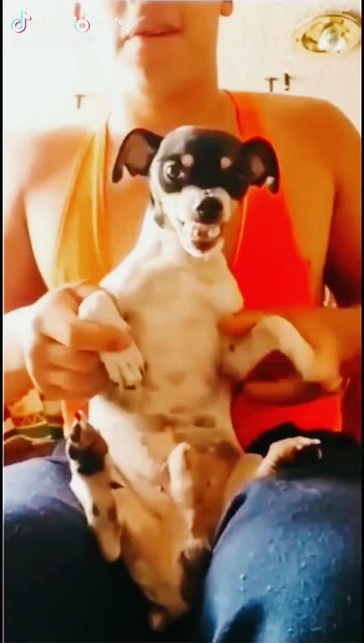 Funny dogs