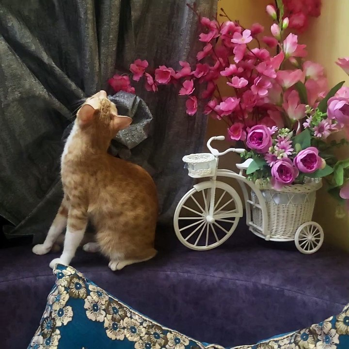 My decor