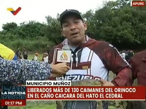 Apure | Más de 130 caimanes del orinoco fueron liberados en el Caño Caicara del Hato