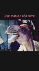 Cruel man cut of a camel leg