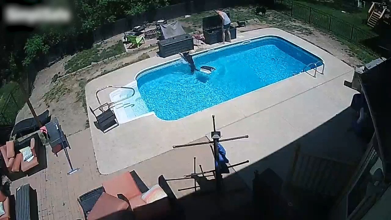 Black German Shepherd Falls Into Pool While Playing in Backyard