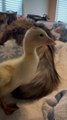 Duckling Plays With Cat's Tail