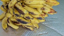Matang semua langsung dari pohonnya