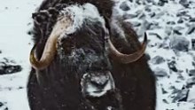 Musk Ox Conclusion | some line about musk ox in hindi (part 5)