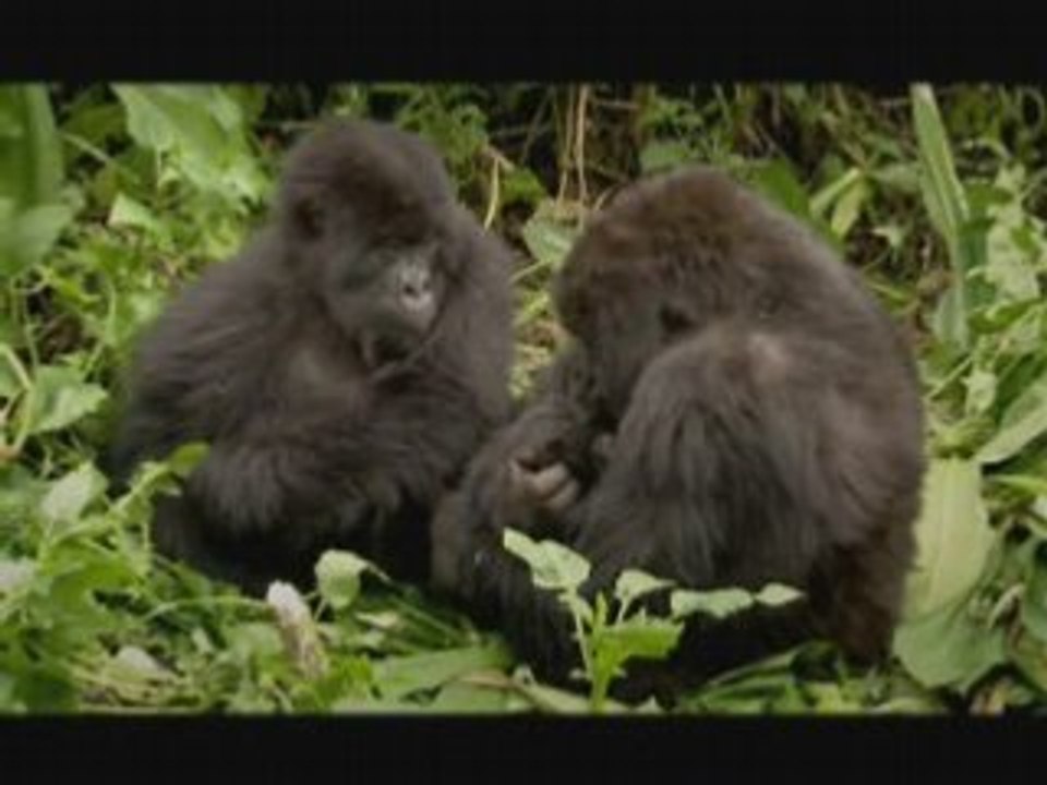 NATURE | The Gorilla King | Gorilla Baby Named Titus | PBS
