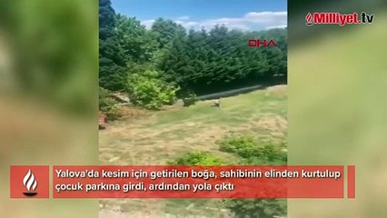 Sahibinin elinden kaçan boğa parka girdi; o anlar kamerada