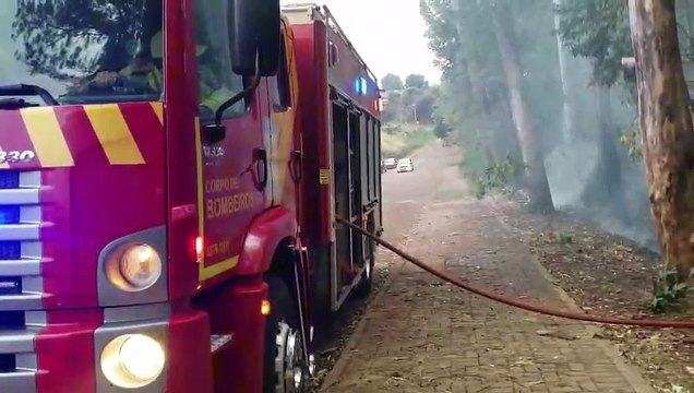 Bombeiros combatem incêndio em plantação de eucaliptos; moradores cobram providências sobre árvores