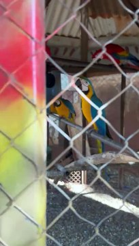 Polícia Ambiental apreende aves ameaçadas em cativeiro ilegal em Terra Roxa