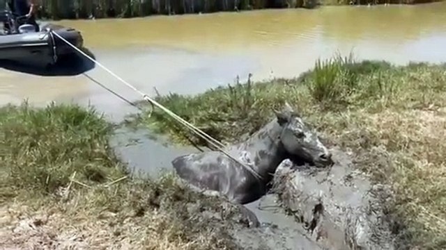 Cavalo resgatado após ficar preso em lama no rio Guadalquivir