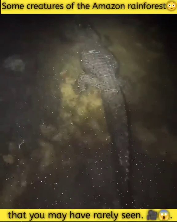 You'll be amazed to see the species of animals  found in the Amazon rainforest.