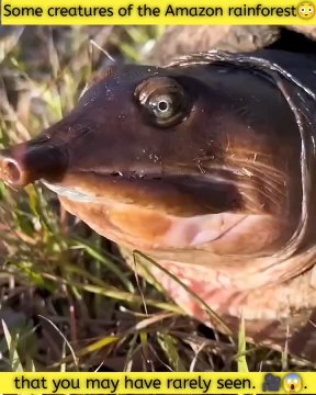 You'll be amazed to see the species of animals found in the Amazon rainforest.