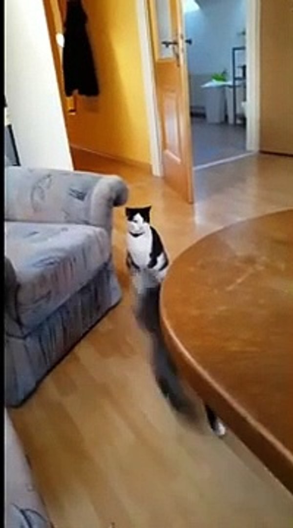 Funny animals Funny cats/ dogs Funny animal videos