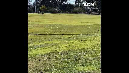 Motorbike riders tear through field mid baseball game