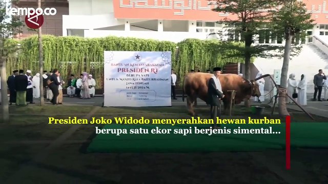 Jokowi Serahkan Sapi Kurban 1,25 Ton di Masjid Baiturrahman Semarang