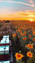 Sunflowers#shorts