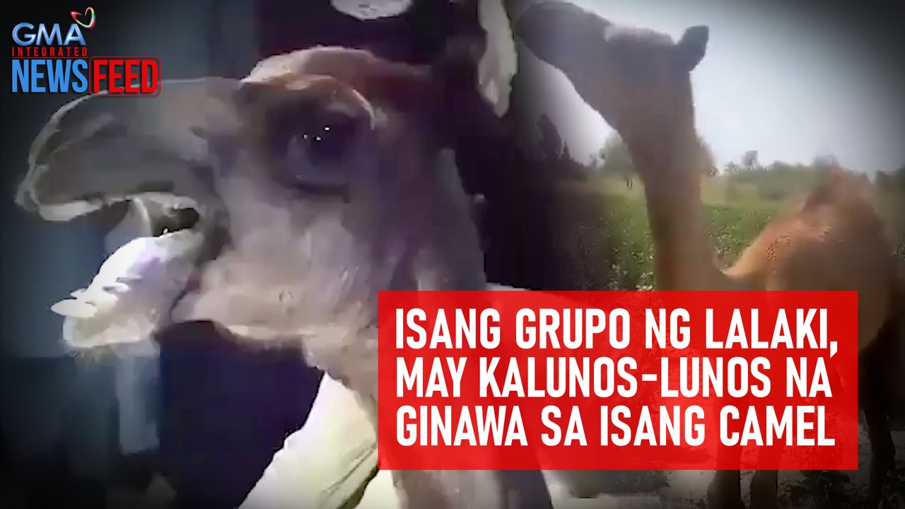Isang grupo ng lalaki, may kalunos-lunos na ginawa sa isang camel | GMA Integrated Newsfeed