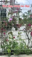 LƯỚI THÉP HÀNG RÀO, LƯỚI RÀO NHÀ - Call/Zalo: 0785 568 858.