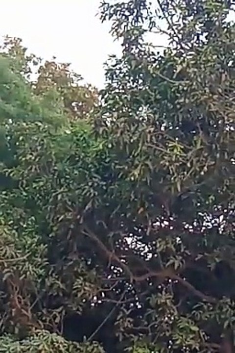 VID20240521181404