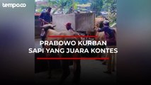 Prabowo Bagi-bagi 48 Sapi Kurban di Babakan Madang Bogor