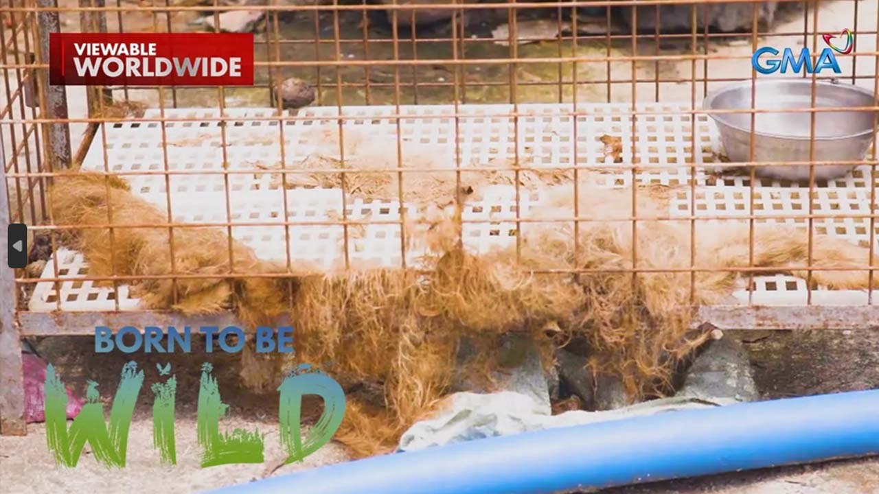 Mga hayop na na-abandona loob ng POGO hub sa Porac, Pampanga, ni-rescue! | Born to be Wild