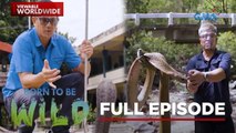 Returning Philippine cobras to the wild! (Full Episode) | Born to Be Wild