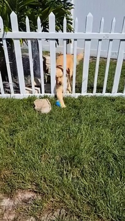 Furry Fun: Dog Catching The Ball Life Live In A Complicated Way
