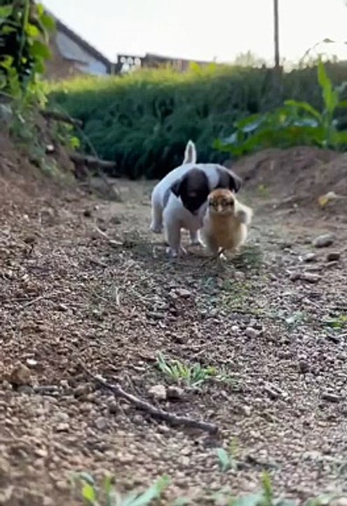 Funny dog