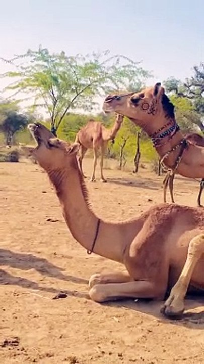 Desert Camels