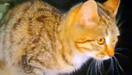 A cute kitten climbs a tree at night and plays in the yard