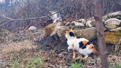 Street cats mate (Interesting mating video) ❤️ #catsmating #streetcats