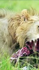 शेर की भूख और लोभ की कहानी 2024-06-17